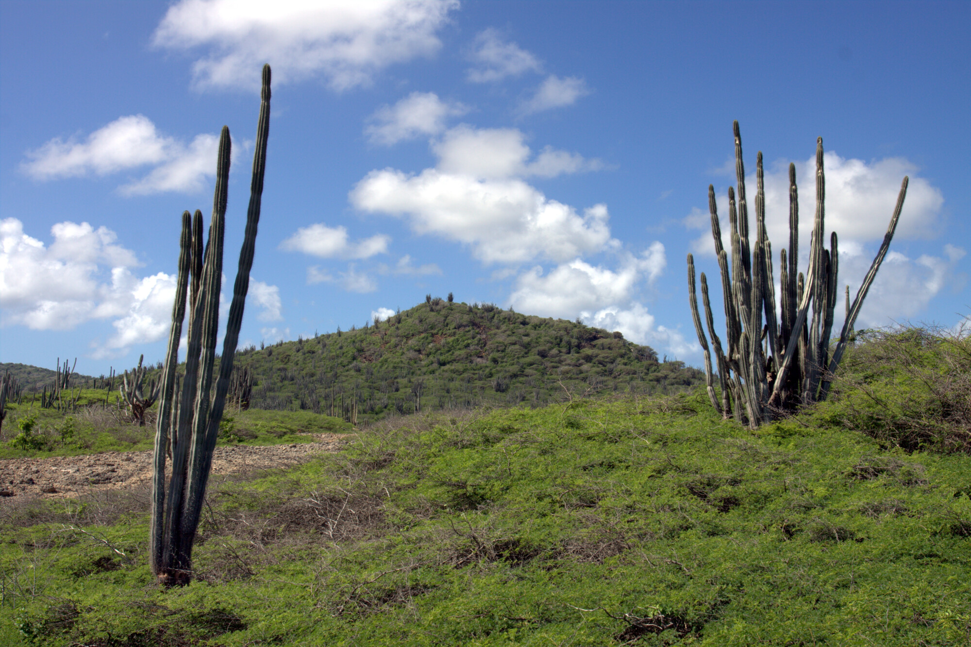 Subpilocereus repandus, Paul Steven Tomafas