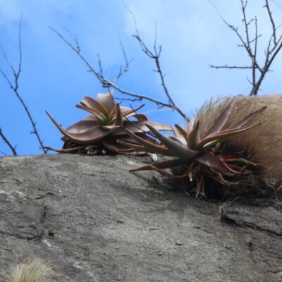 Aloe ericetorum, Amante Darmanin