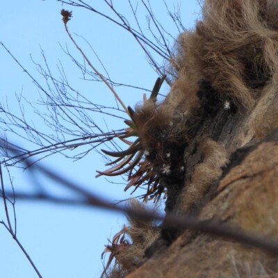 Aloe ericetorum, Amante Darmanin
