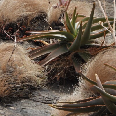 Aloe ericetorum, Amante Darmanin