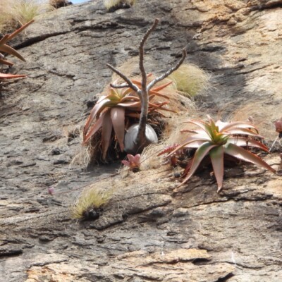 Aloe ericetorum, Amante Darmanin