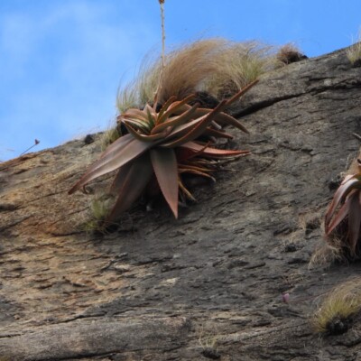 Aloe ericetorum, Amante Darmanin