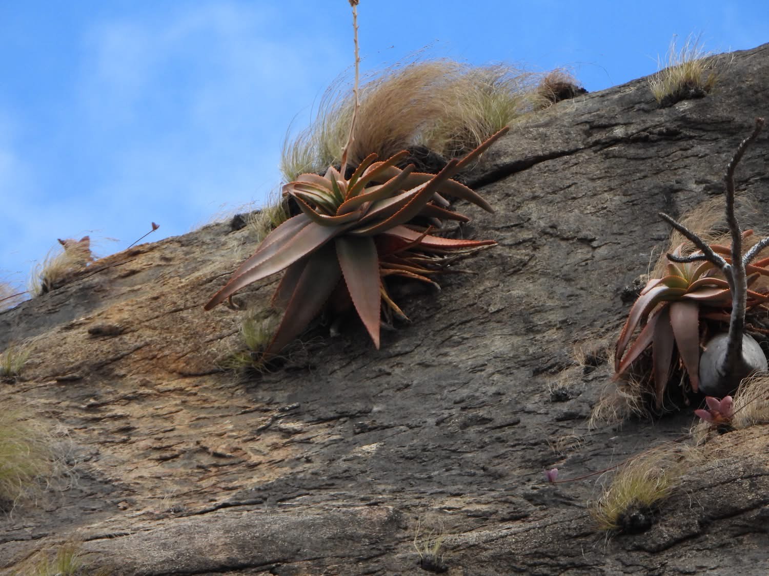 Aloe ericetorum, Amante Darmanin