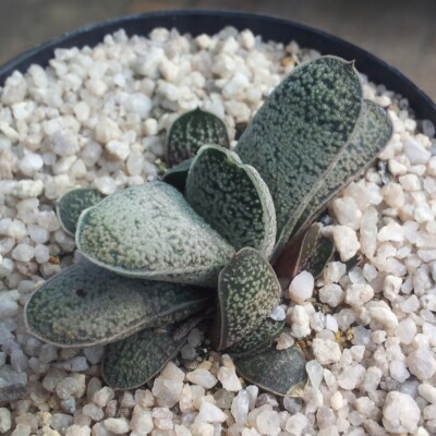 Juvenile Gasteria baylissiana, S Molteno