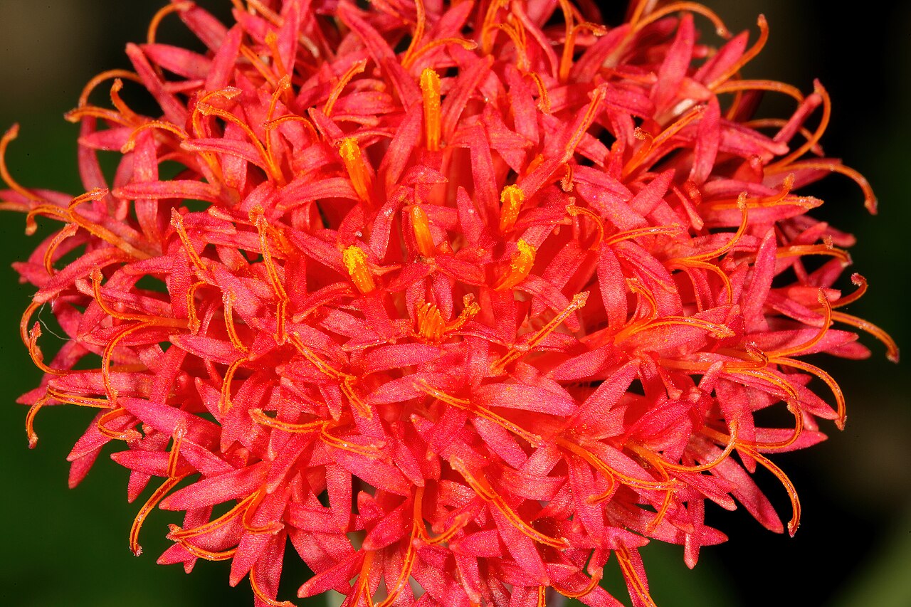 Kleinia (Senecio) stapeliiformis, SAplants