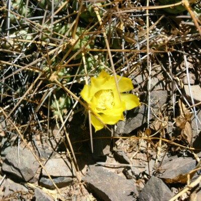 Maihueniopsis glomerata