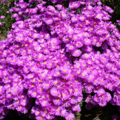 Member of Aizoaceae, Derek Keats