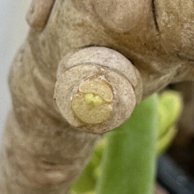 Meristem of a Succulent, Waddie96