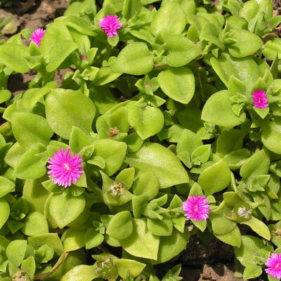 Mesembryanthemum cardifolia, Andrey Butko