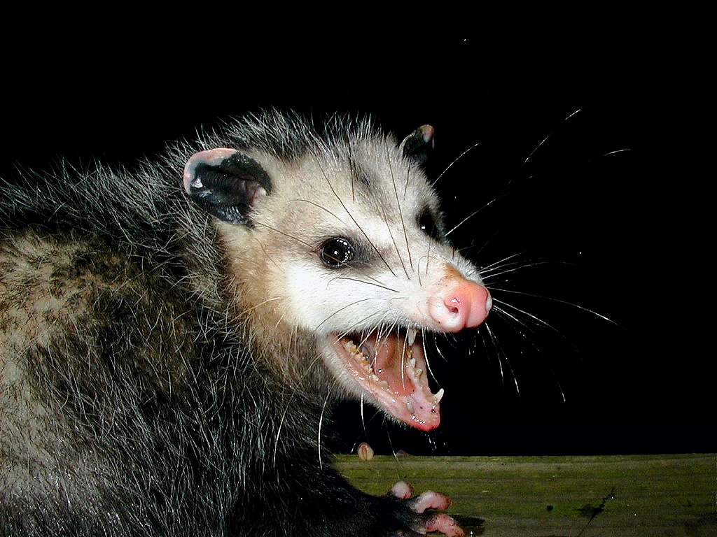 Opossum, PiccoloNamek