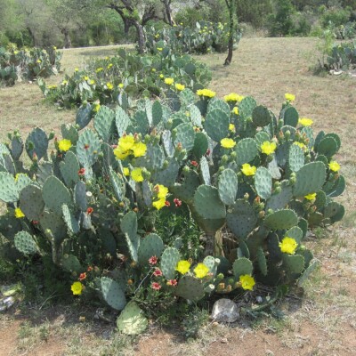 Opuntia lindheimeri, Billy Hathorn