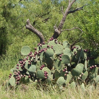Opuntia orbiculata, Pschemp