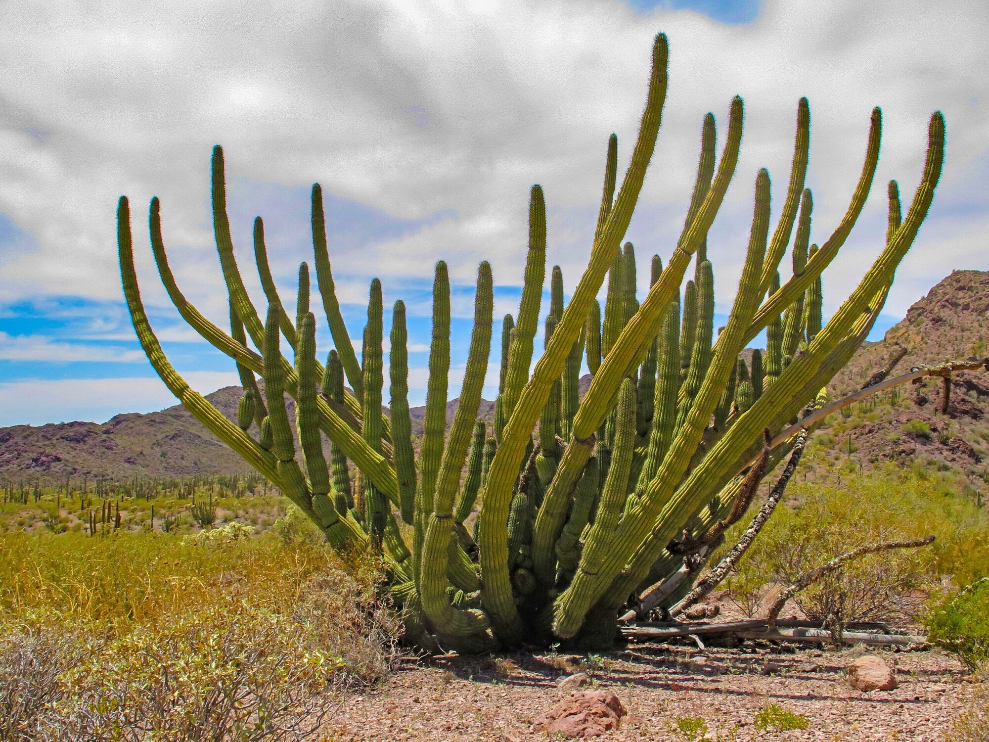 Organ Pipe National Monument, Burley Packwood