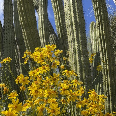 Ogan pipe cactus, Pretzelpaws