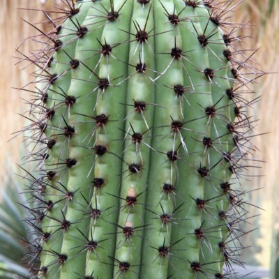 Organ pipe cactus, Peter A. Mansfeld