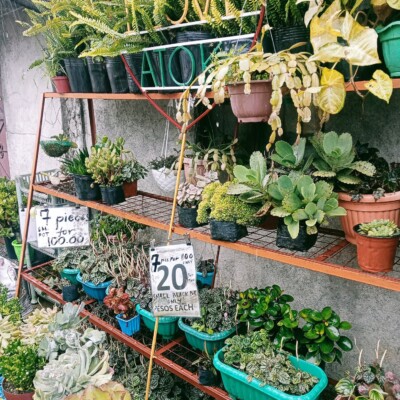Plant Shop, Ralff Nestor Nacor