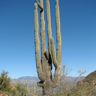 Saguaro, Bernard Gagnon