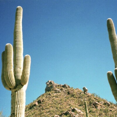 Saguaro, JGHowes