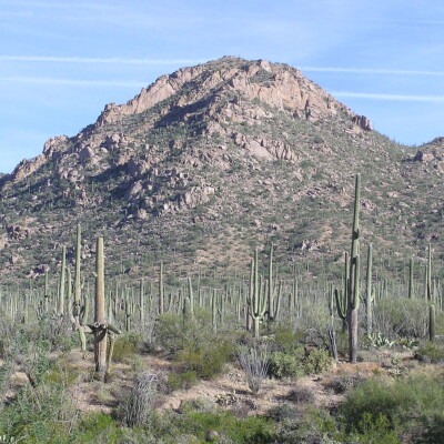 Saguaro National Park