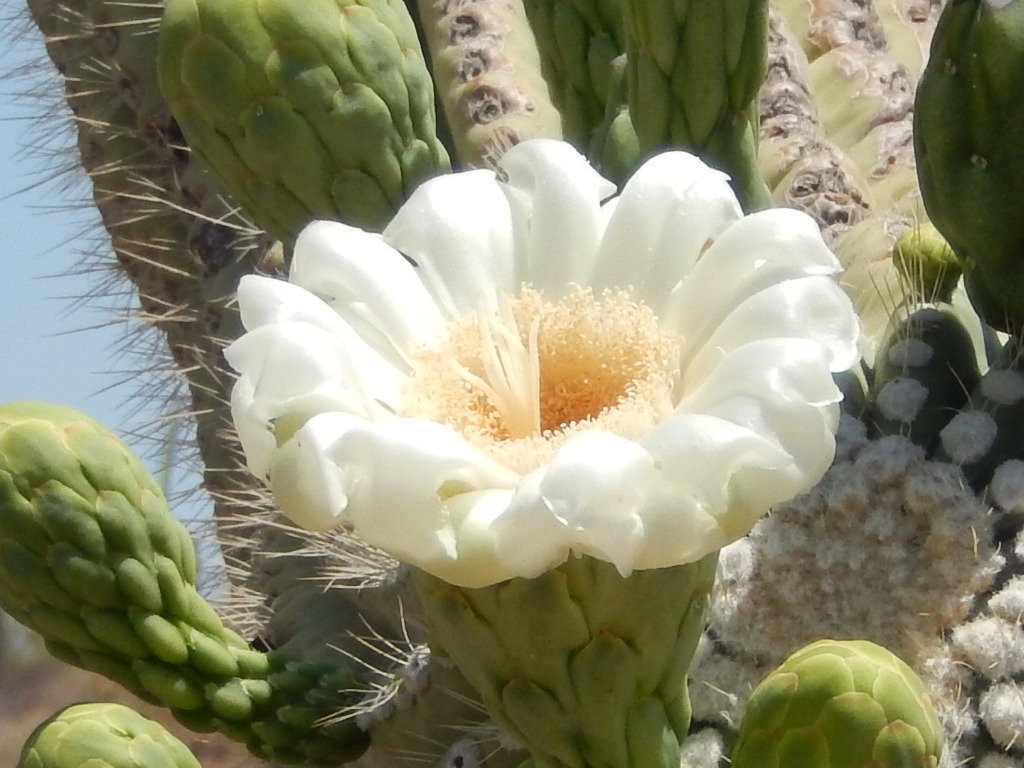 Saguaro flowers, Velvetlady0