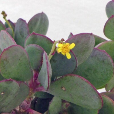 Senecio crassissimus