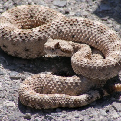 Sidewinder, Victorrocha