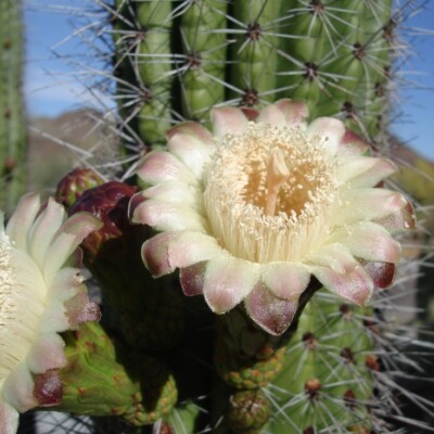 Stenocereus thurberi