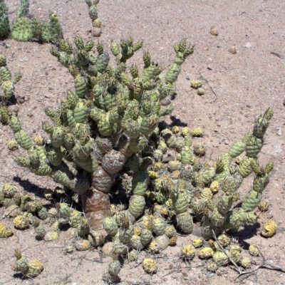 Tephrocactus articulatus