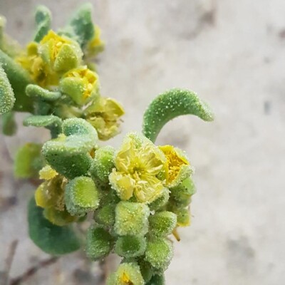 Tetragonia decumbens, on beach, Paul Venter