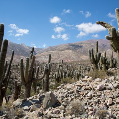Tilcara, Argentina, Havardtl