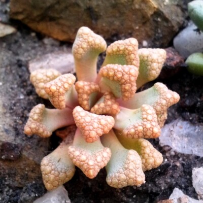 Titanopsis hugo-schlechteri, S Molteno