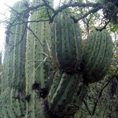 Trichocereus terscheckii, Andrés el Groso
