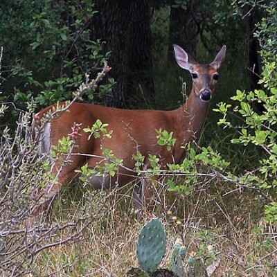 White-tail Deer, Larry D. Moore