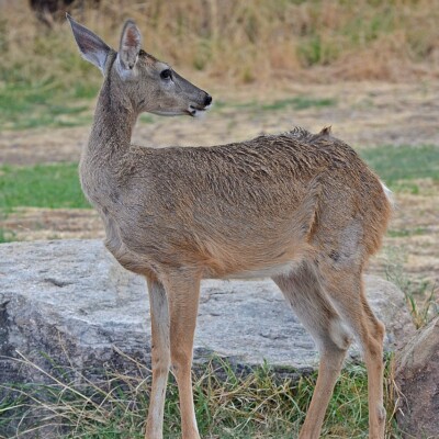 White-tailed Deer, Geoff Gallice