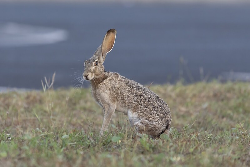 Black-tailed Jackrabbit, Chuck Homler