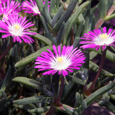 Delosperma floribundum, David J. Stang