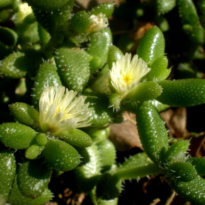 Delosperma pruinosum bladder cells, Consultaplantas