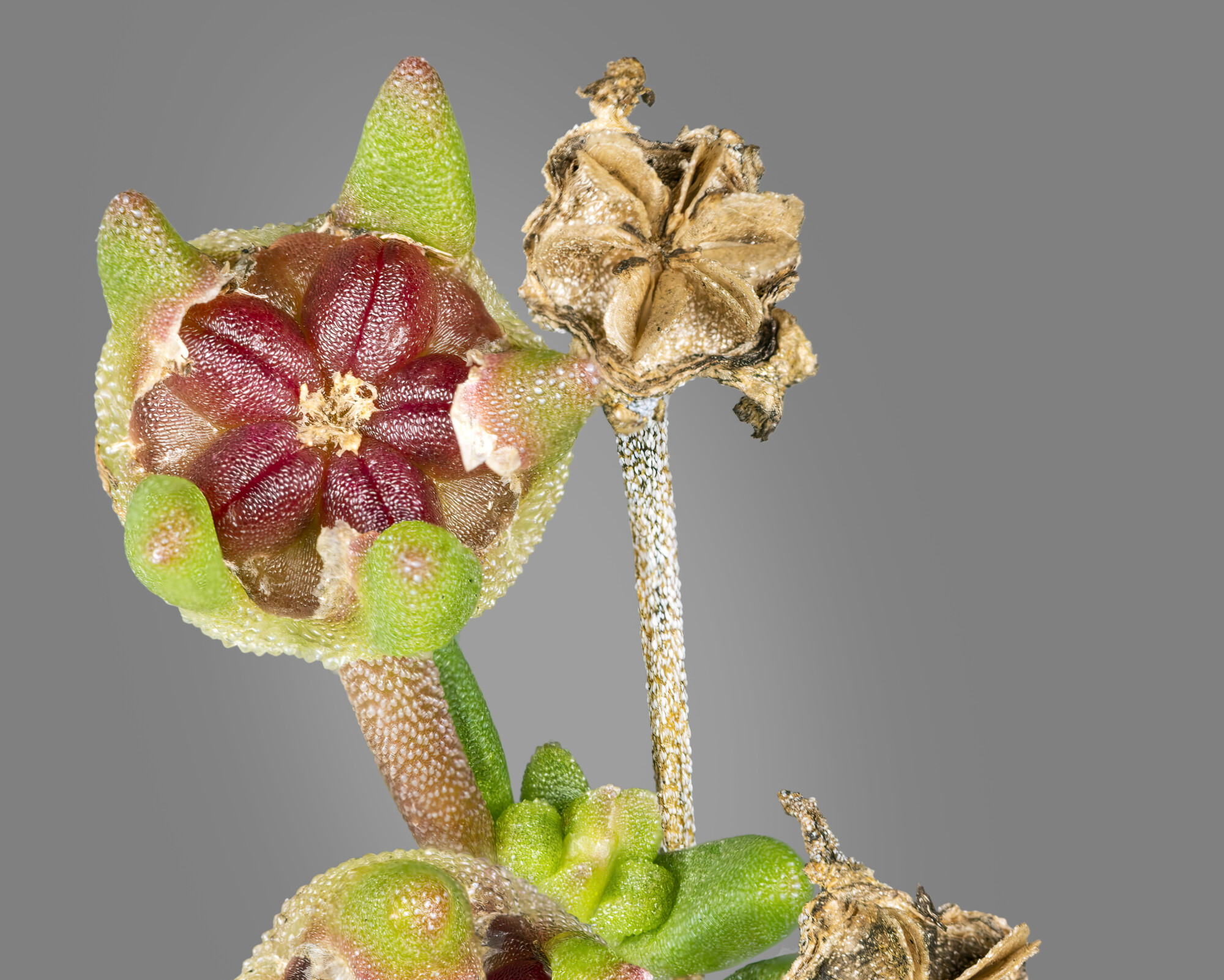Delosperma cooperi Fruit