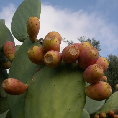 Opuntia ficus-indica, archenzo