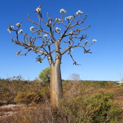 Pachypodium rutenbergianum