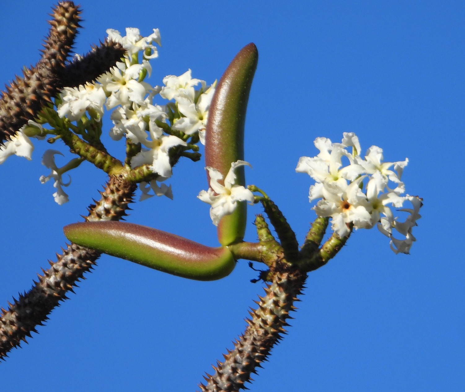 Pachypodium rutenbergianum