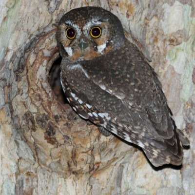 Elf Owl, BBODO