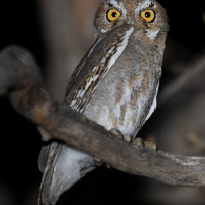 Elf Owl, dominic sherony