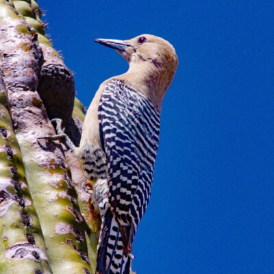 Gila Woodpecker at Nest, Mwinog2777