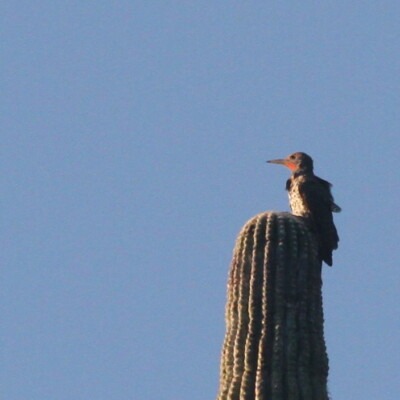 Gilded Flicker, GregTheBusker