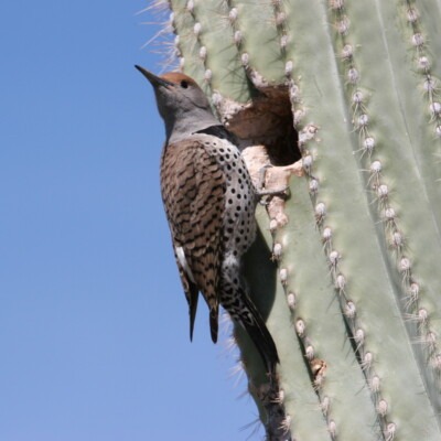 Gilded Flicker, Niwot