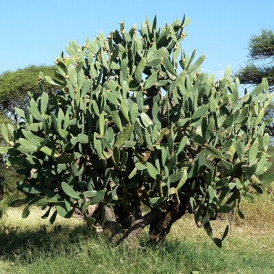 Opuntia ficus-indica, JMK