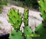 Opuntia abjecta