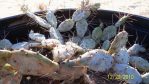 Opuntia abjecta, garden plant