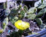 Opuntia abjecta, garden plant